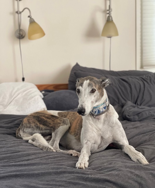 greyhound sitting on a bed